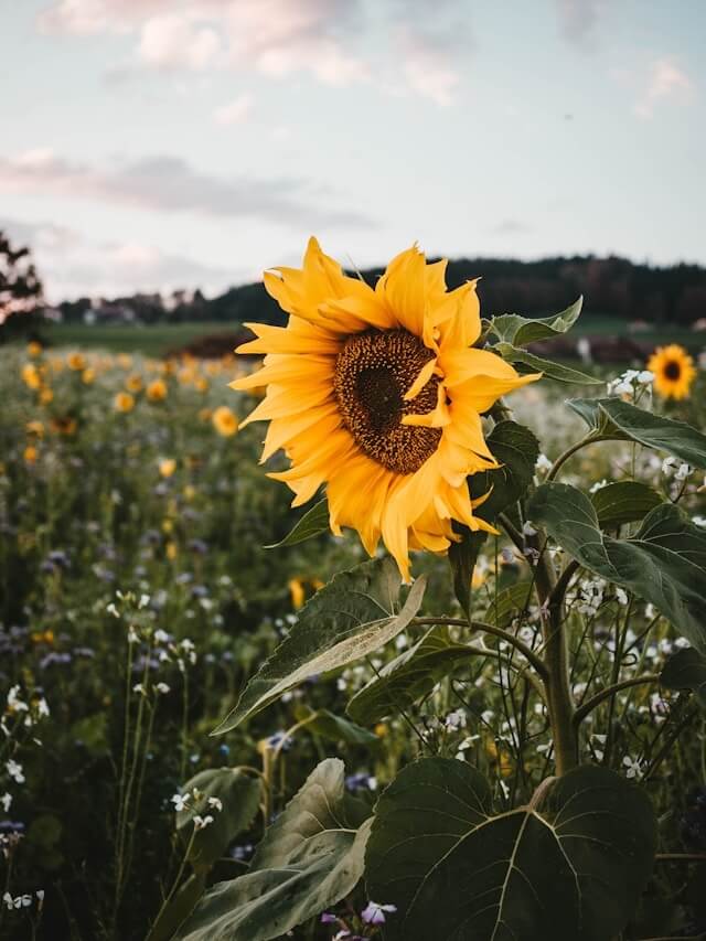 Girasoli