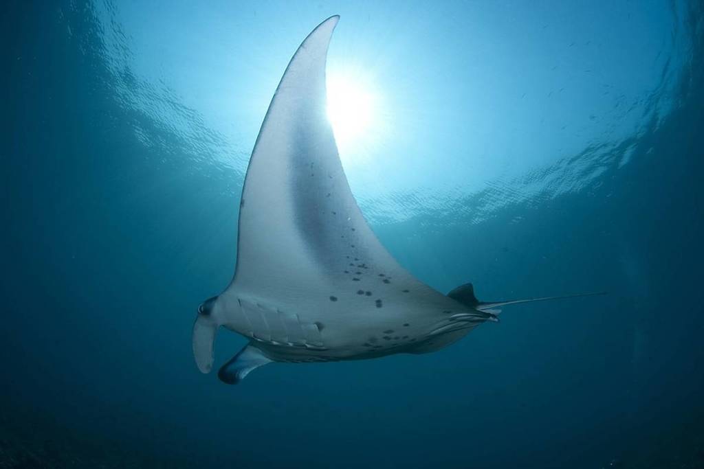 Mantarochen