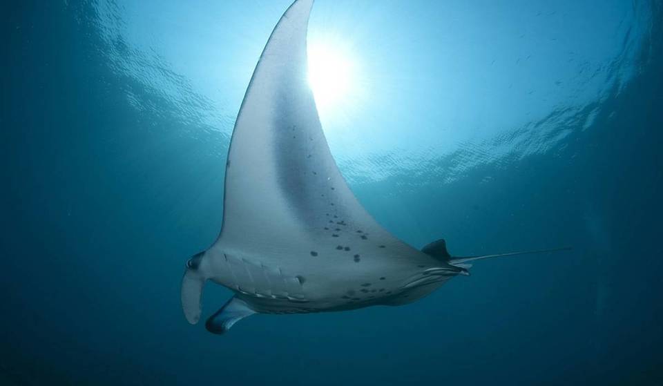 Allarme per i Diavoli del Mare: si possono incontrare nel mare laziale?