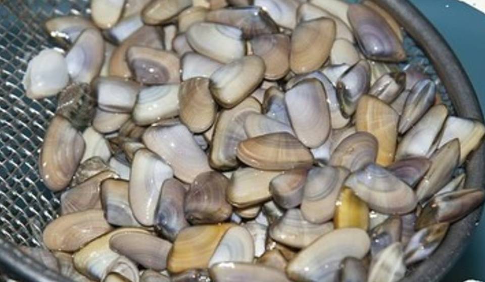 Sagra della Tellina 2025 em Ostia: programa completo de debates, música e degustações de 22 a 31 de agosto