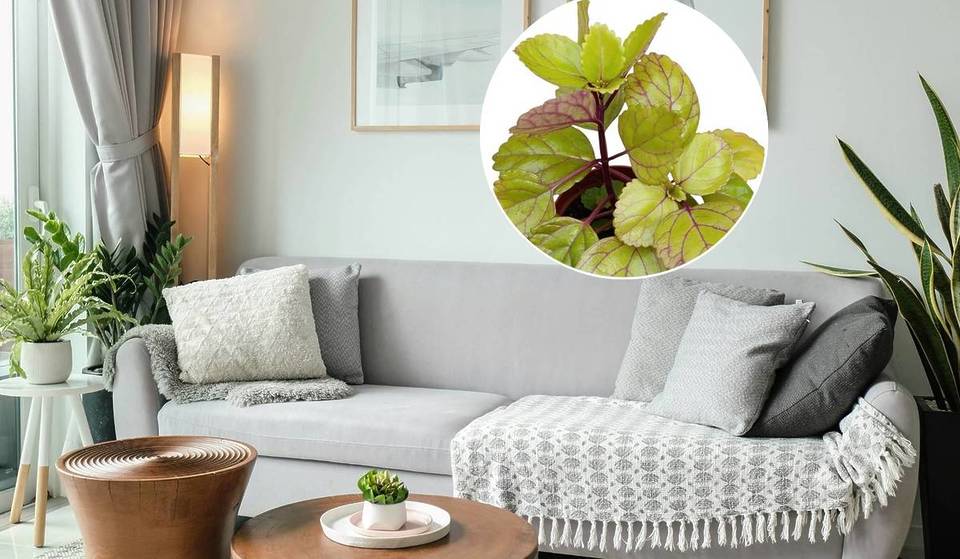 Hier erfahren Sie, wo Sie die „Geldpflanze“ in Rom kaufen können und warum Sie sie in Ihrem Haus haben sollten