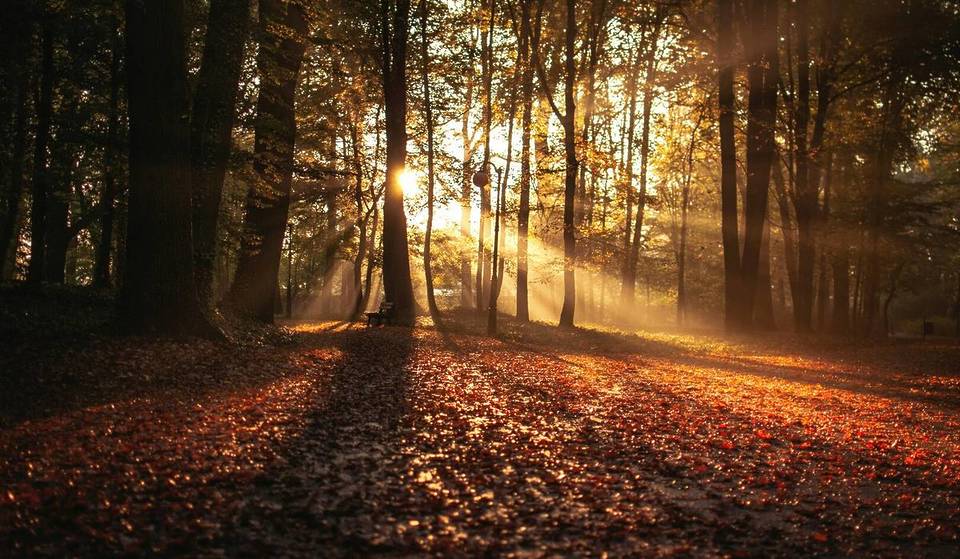 Questo itinerario a piedi di 3 ore – nel bosco – permette di immergersi nella magia dell&#8217;autunno, partenza a 30 minuti da Roma