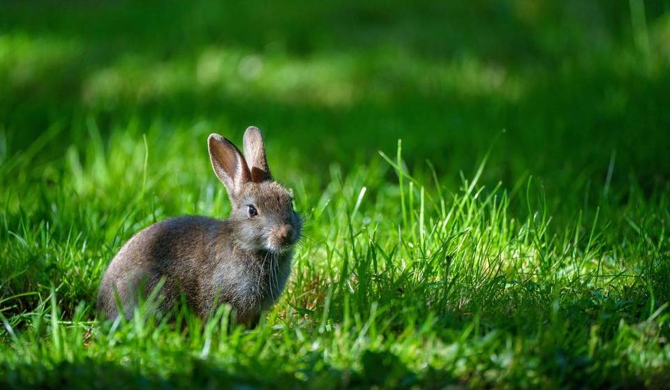 A Roma c&#8217;è una valle chiamata &#8220;il parco dei conigli&#8221; con area palestra, aperitivi e tanti coniglietti che saltellano nel prato liberamente