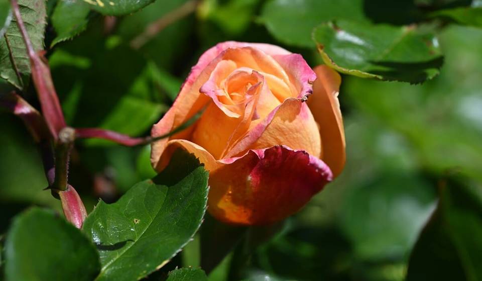 Der Rosengarten von Rom ist wieder geöffnet: Das Spektakel der Herbstblüte kann ab Samstag, 18. Oktober, entdeckt werden