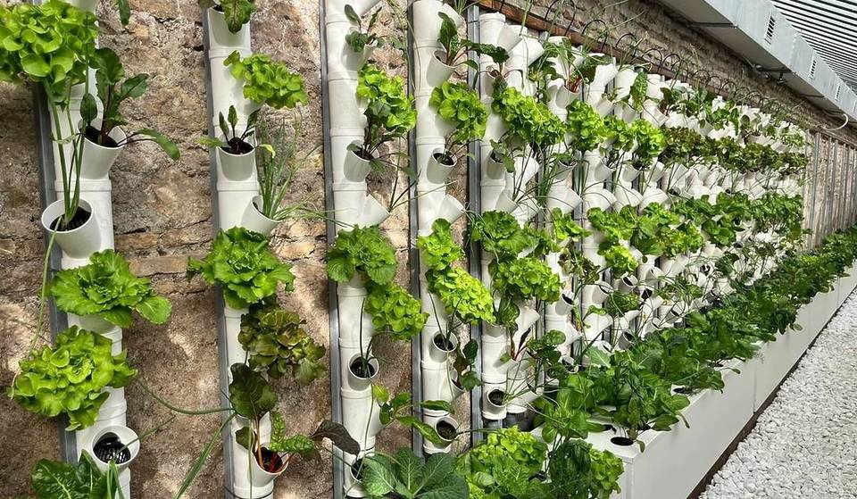 Gemüse wächst in Rom ohne Erde: die unglaubliche Wiedergeburt der historischen Gewächshäuser der Villa Pamphili