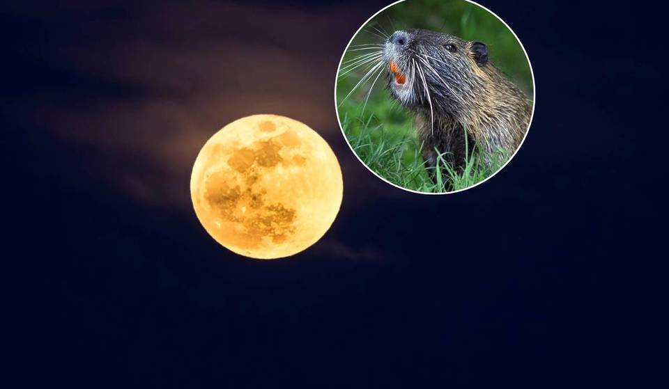 Se acerca la Maxiluna: todos los secretos de la Superluna del Castor, la más cercana a la Tierra y la más grande en 2025