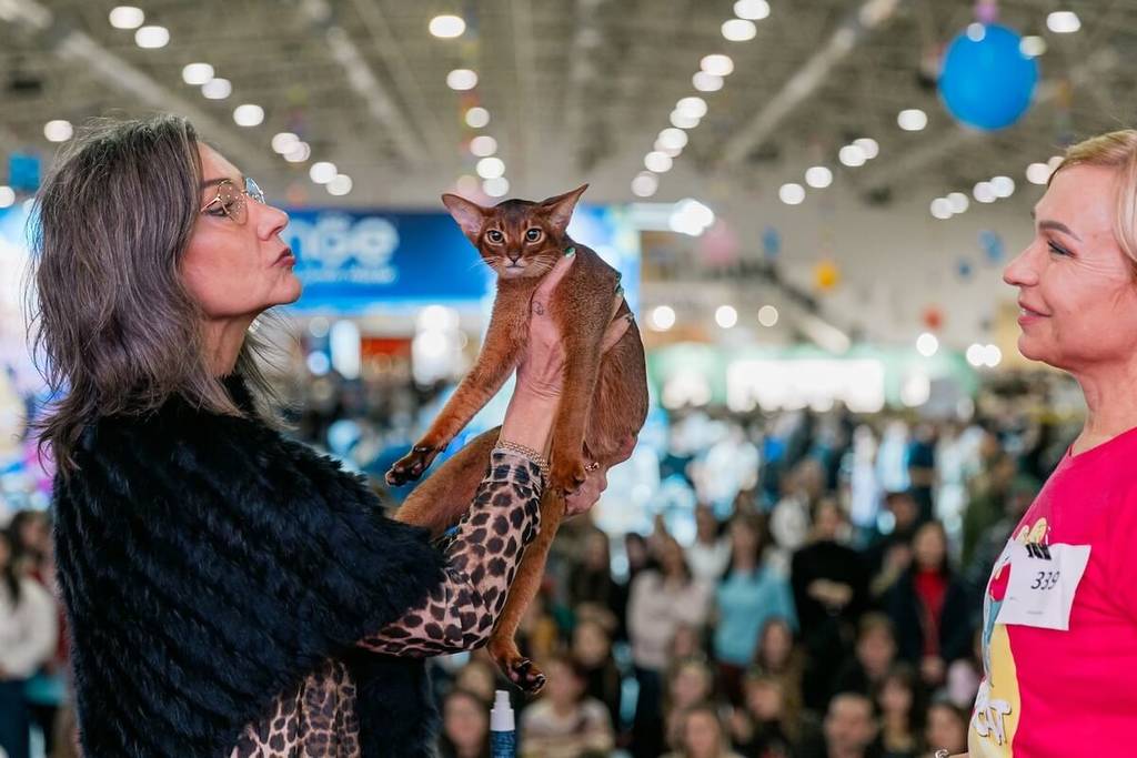 SuperCat Show concorso