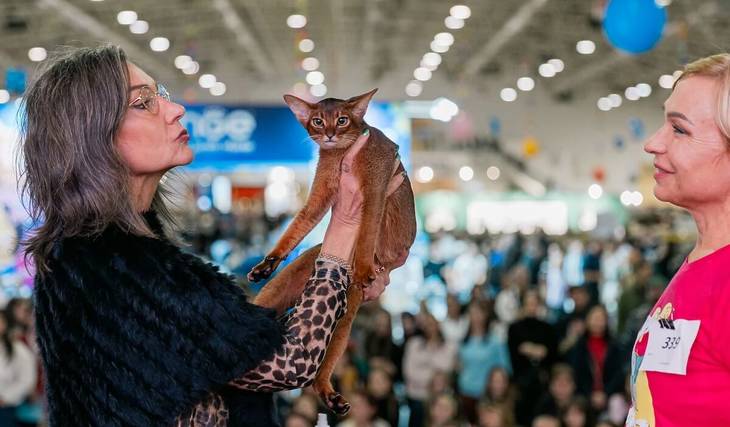 Over 600 cats from all over the world: in Rome, Italy&#8217;s largest feline show