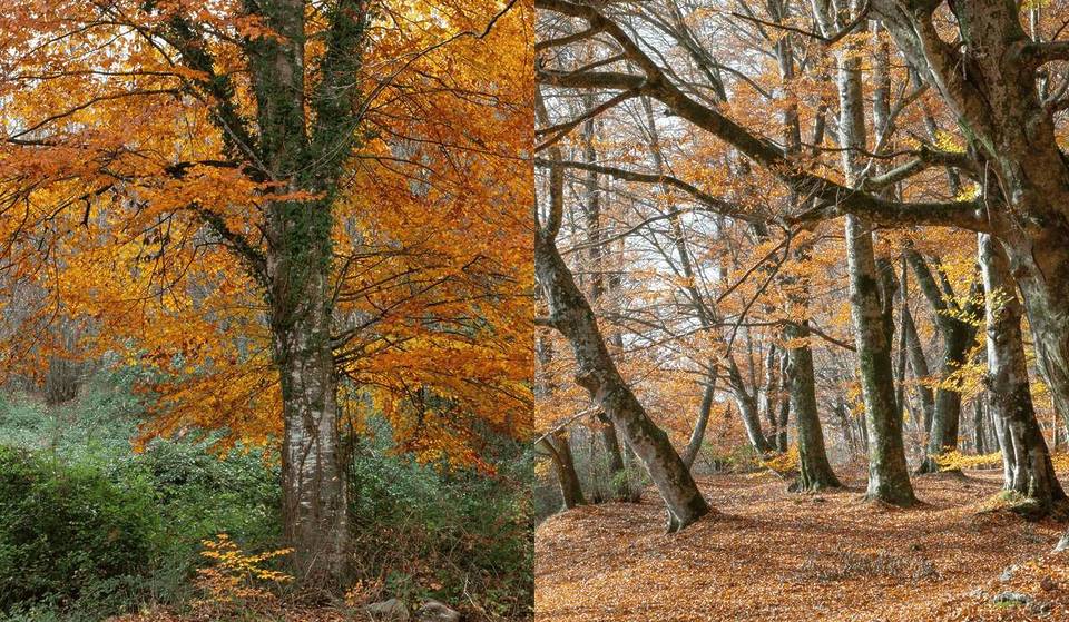 A un’ora da Roma c’è un borgo con una foresta incantata Patrimonio UNESCO, un palazzo ducale e una galleria di ritratti che quasi nessuno conosce