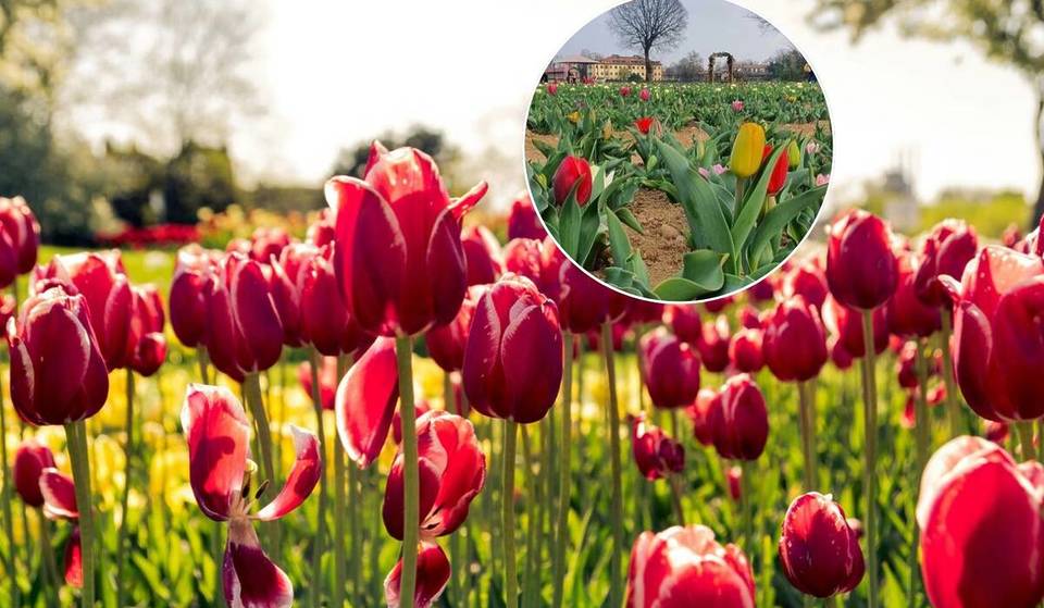 Ende des Monats öffnet in Rom wieder ein echtes Stückchen Niederlande, wo man die „Tulpe der Römer” pflücken kann.