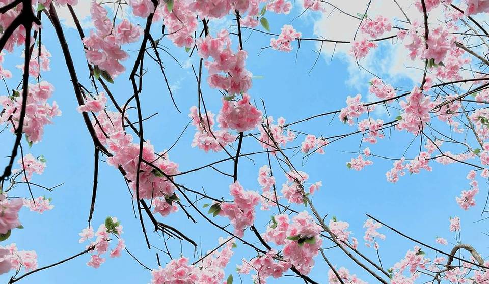 Wusstest du das? Es gibt eine Ecke in Rom, wo Hanami Tradition ist (und kostenlos).