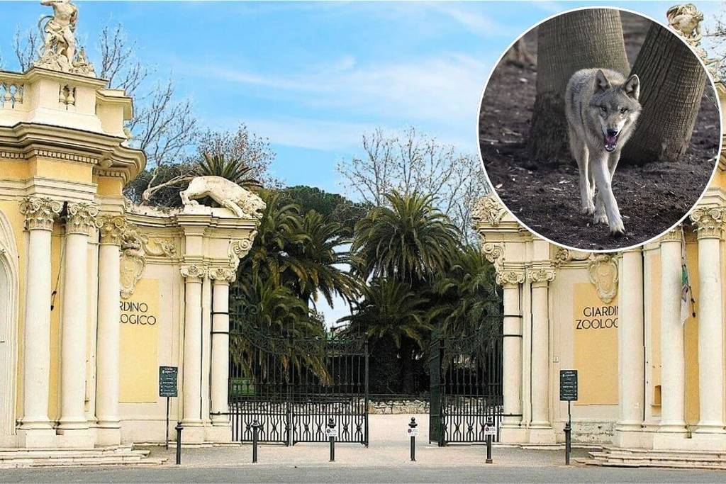 Lobo gris