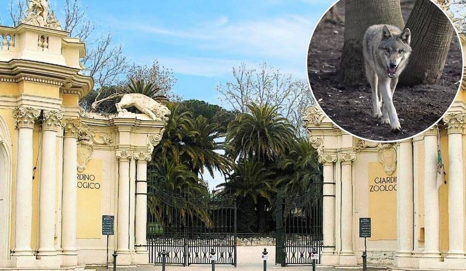 4 lupi grigi svizzeri conquistano il Bioparco di Roma: la cucciolata più impavida d’Europa ti aspetta tra i sentieri di Villa Borghese