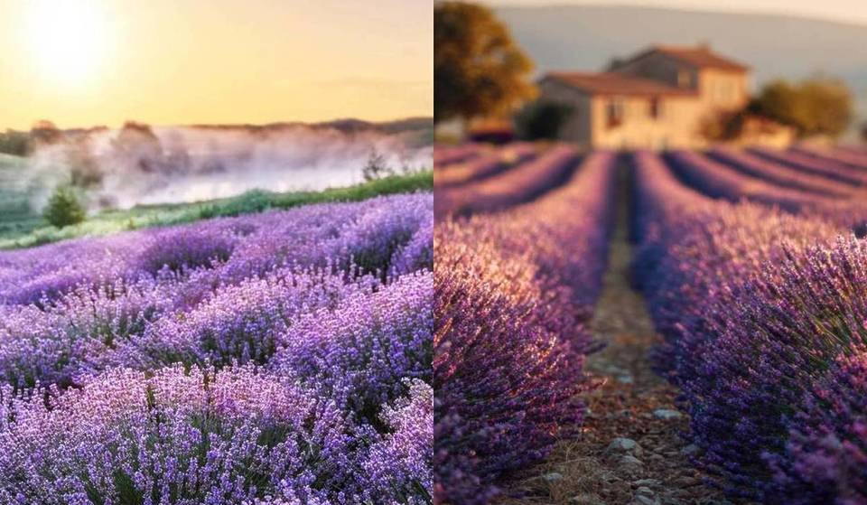 Etwa 1,5 Stunden von Rom entfernt liegt die „kleine Provence des Latiums“: Reihen von Bio-Lavendel inmitten der Maremma Laziale