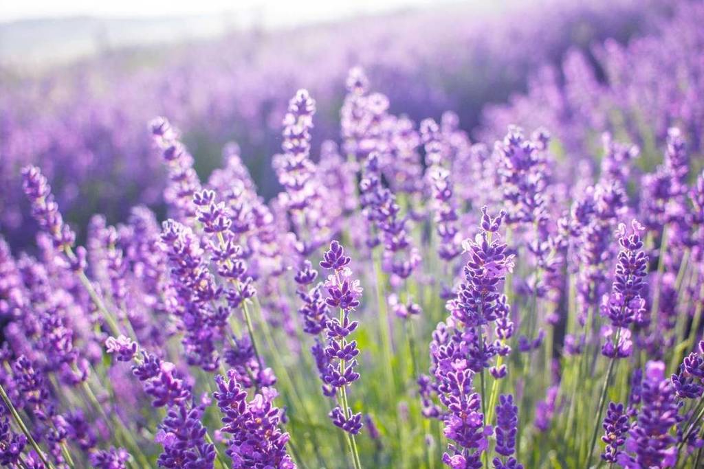 lavender field