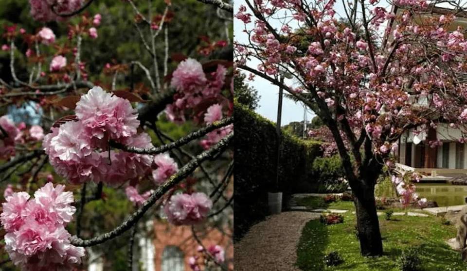 Es sieht aus wie Japan, liegt aber im Herzen Roms: der geheime Garten, in dem man zwischen Teichen und blühenden Kirschbäumen spazieren gehen kann