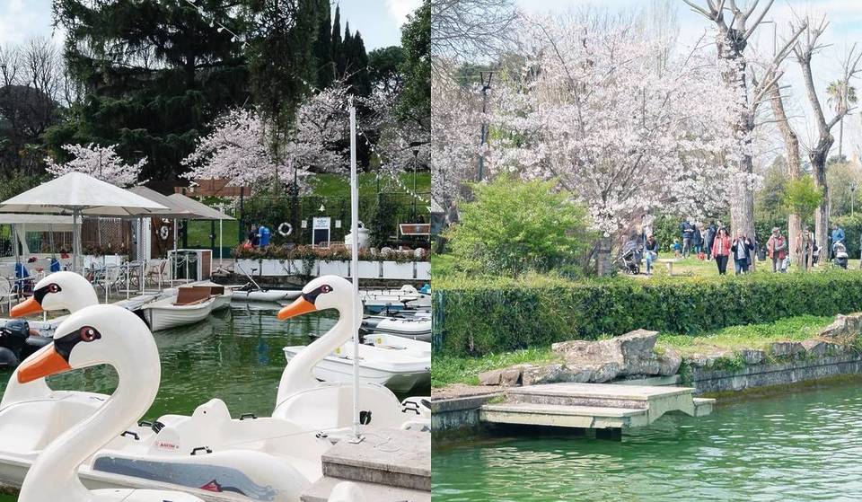 En Roma puedes descubrir la magia de los cerezos en flor en el Laghetto dell’Eur en barco (por 7 euros)