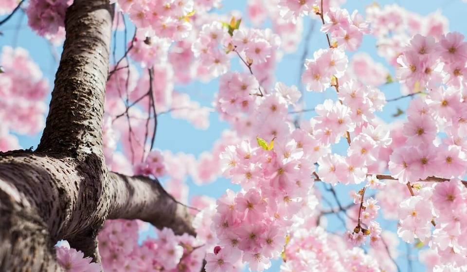 Dal 4 al 6 aprile vivi la fioritura giapponese a Trastevere con assaggi di gyoza, laboratori di manga e letture