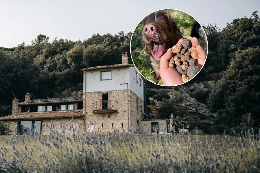 tartufo cani