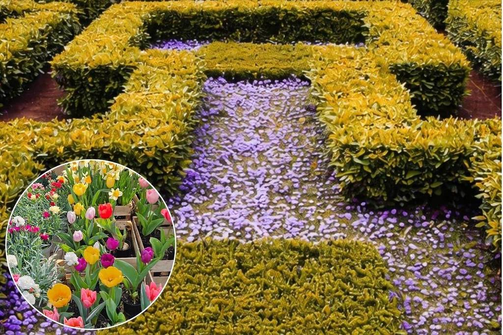 Labirinto di siepi e tulipani