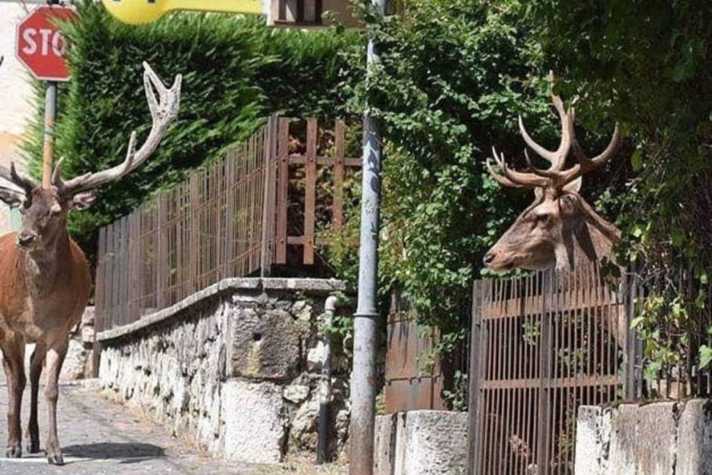 Un cervo cammina per la strada bruca e un altro si intravede dentro un giardino a Villetta Barrea, nel Parco d'Abruzzo