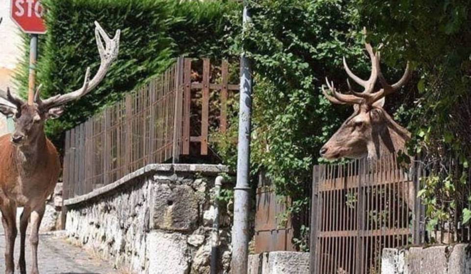 Oublie le zoo : à 990 mètres d’altitude, il y a un village des Abruzzes, facilement accessible depuis Rome, où les cerfs sauvages se promènent entre les maisons en pierre