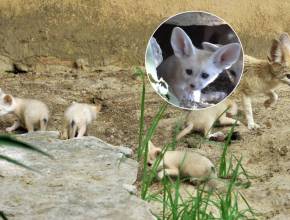 Nur wenige Schritte vom Zentrum Roms entfernt sind 5 seltene Welpen des „kleinsten Hundes der Welt“ geboren: Sie wiegen nur 1 kg und haben 10 cm lange Ohren