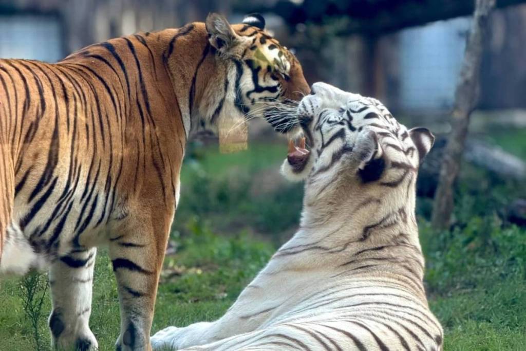 zoo