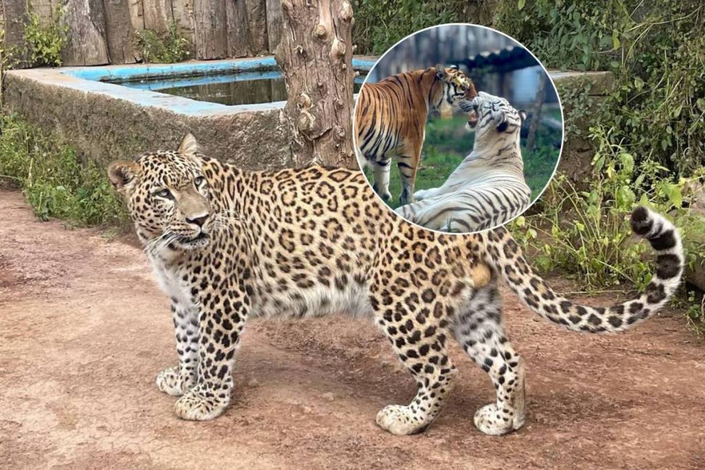 Sembra un set di Hollywood ma è un santuario nel verde alle porte di Roma: il parco incantato di 5 ettari che ospita oltre 90 specie diverse di animali diventati star del cinema