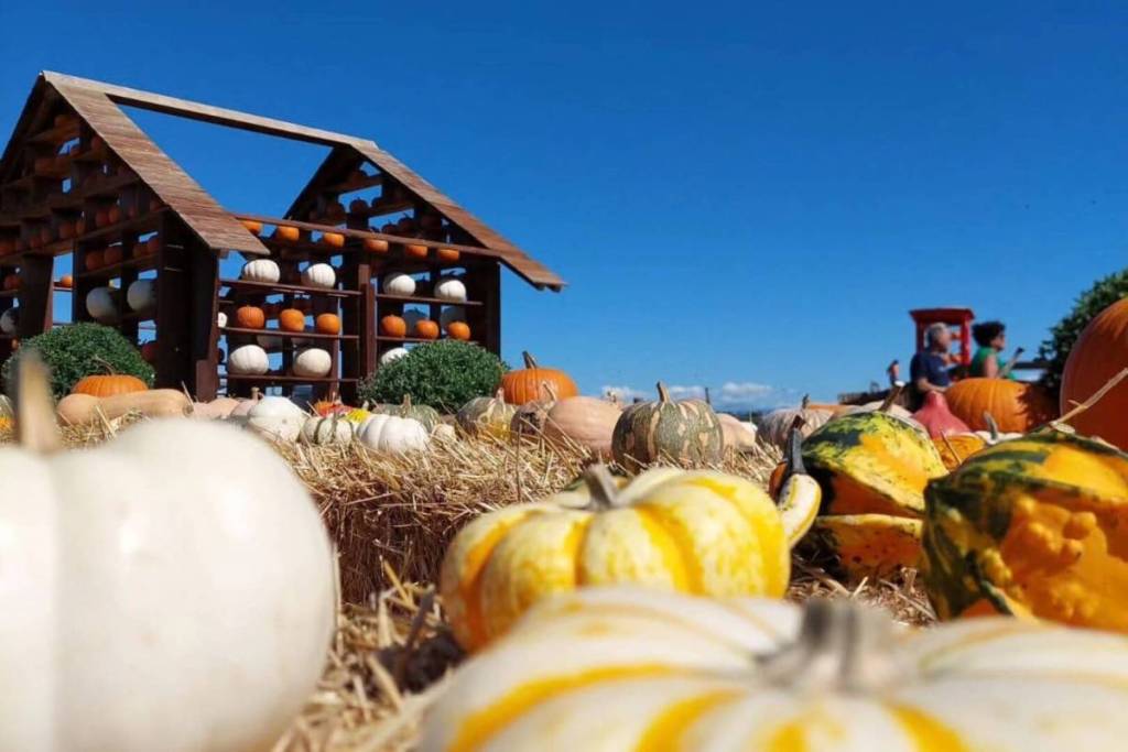 Weiße, orangefarbene und Zierkürbisse auf Stroh vor einem Holzhäuschen auf der Fattoria della Zucca