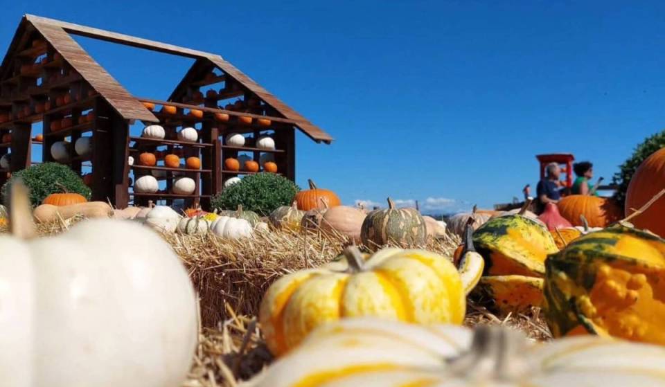 La Fattoria della Zucca riapre il 10 ottobre, ma non è più al solito posto: bambini gratis e un bosco incantato nella nuova sede