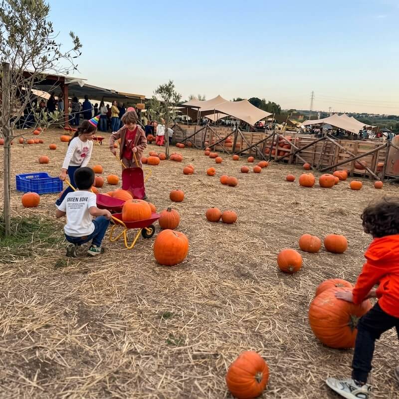 Kinder, die auf einem herbstlichen Lehrbauernhof Kürbisse in bunten Schubkarren sammeln, mit Zelten und Besuchern im Hintergrund.