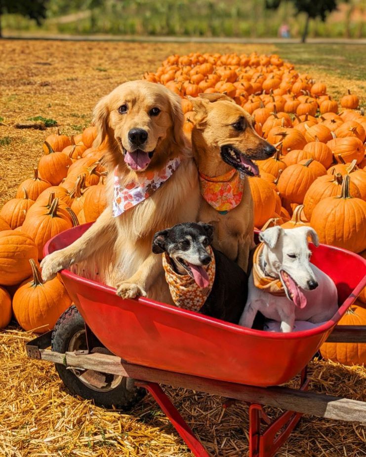 dogs at the Bates Nut Farm pumpkin patch