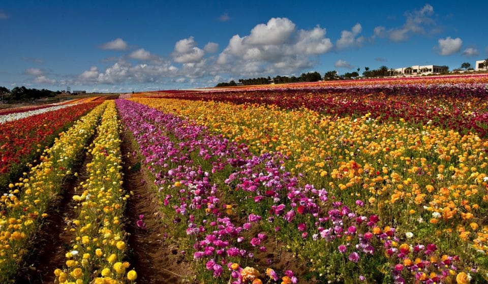 Celebrate Mom In Full Bloom With The Ultimate Mother’s Day Experience At The Flower Fields