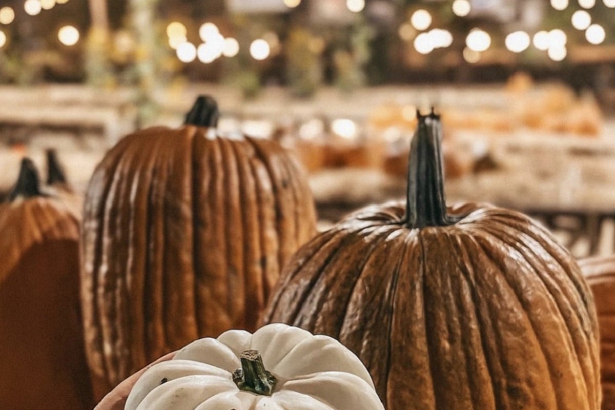 This Pumpkin Farm Is The Perfect October Plan this-pumpkin-farm-is-the-perfect-october-plan