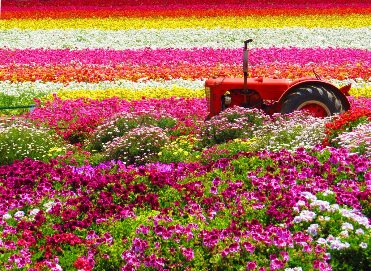 This Flower Field In Carlsbad Opens On March 1st For Spring Blooms