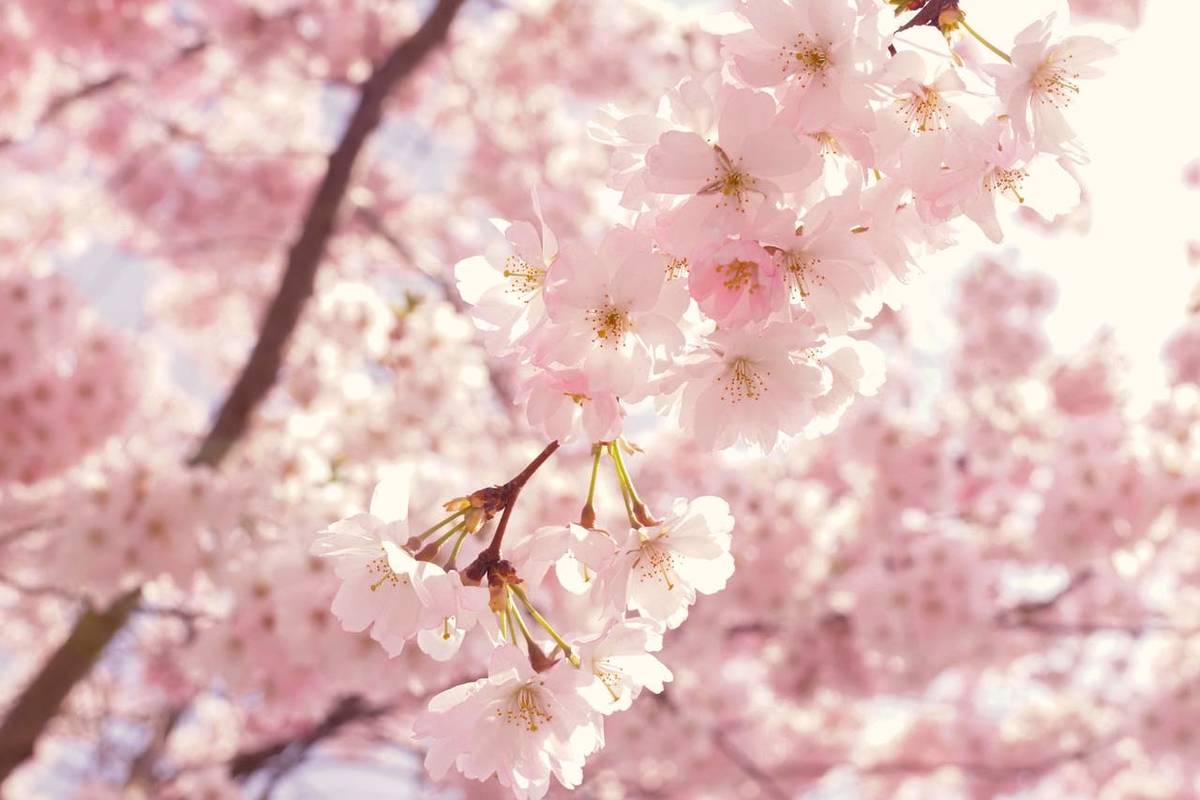 花冷え。開花宣言 Cherry Blossoms Are Blooming CD Play Cherry blossoms are blooming by HANABIE. on Amazon Music