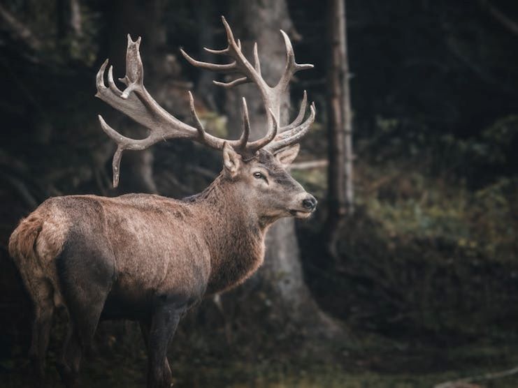 deer in the woods