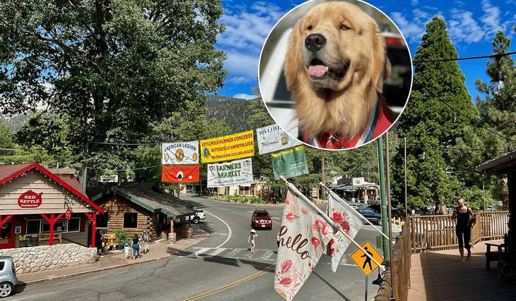 California’s #1 Mountain Town Has A Golden Retriever For Mayor