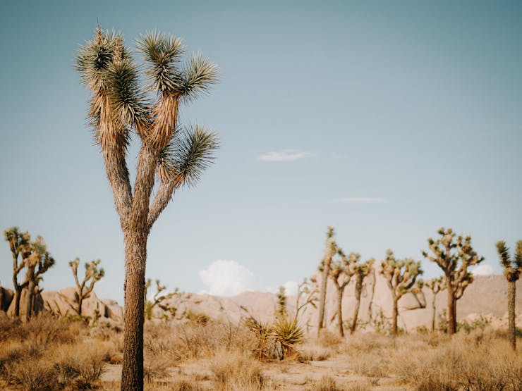 Joshua Trees in a national park in US