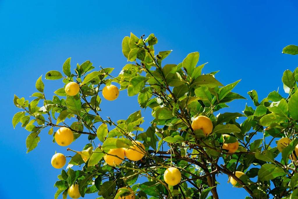 lemon tree against blue sky