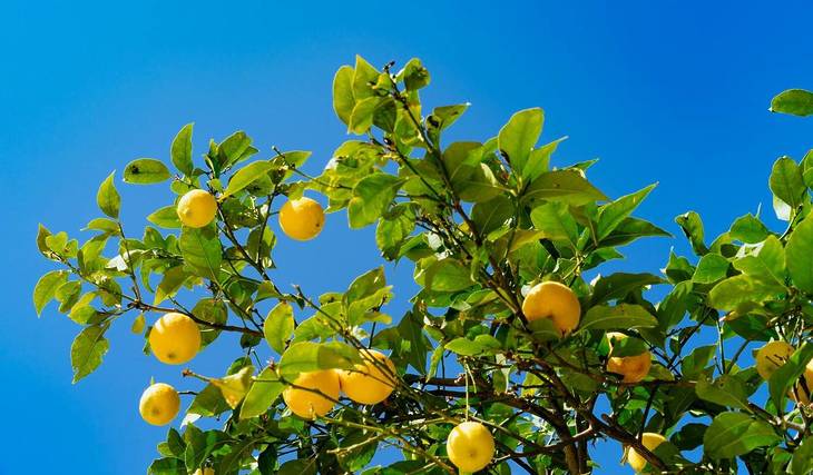 One Of The Biggest Lemon Festivals In California Takes Place This Weekend