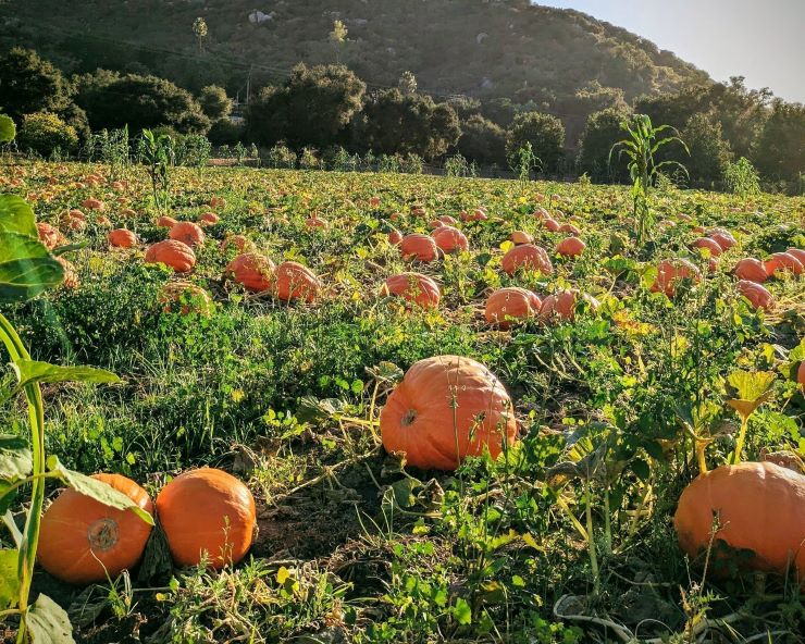 pumpkin patch by San Diego
