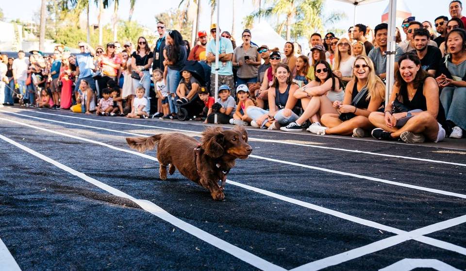 Dachshunds In Lederhosen Steal The Show This Weekend At La Mesa Oktoberfest 2025