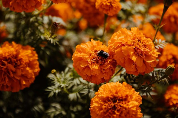 marigolds field