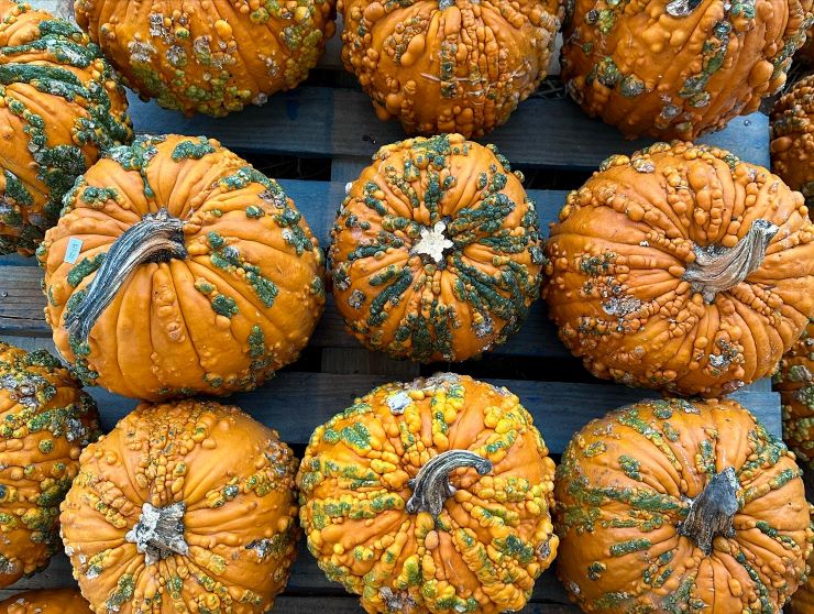 variety of pumpkins at a pumpkin patch