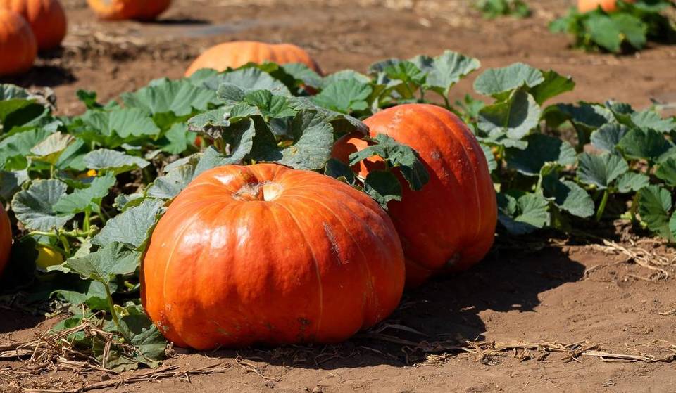 This Fun Pumpkin Patch Features A Speakeasy And Its Very Own Haunted Maze