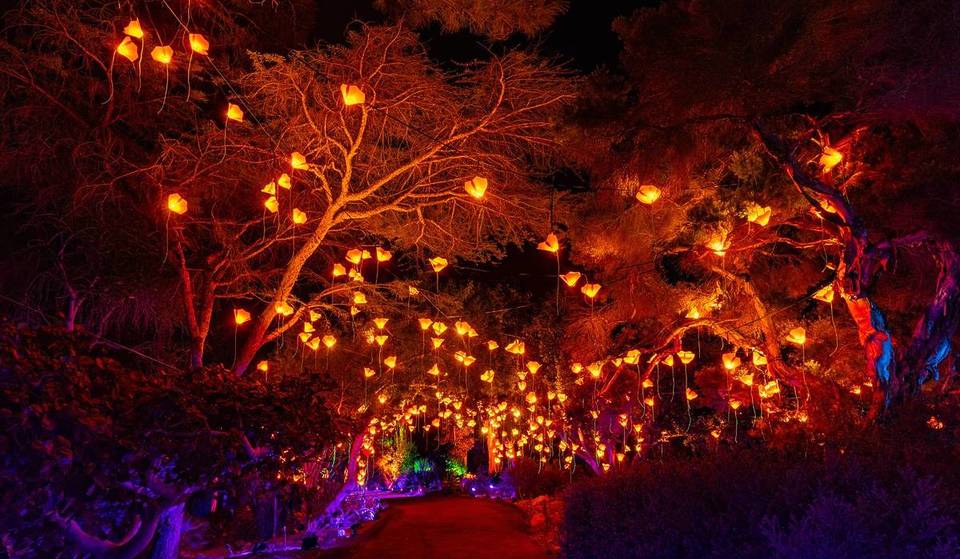 The San Diego Botanic Garden’s Enchanting Outdoor Light Trail Is Returning For Its Fourth Year — And Tickets Just Went On Sale