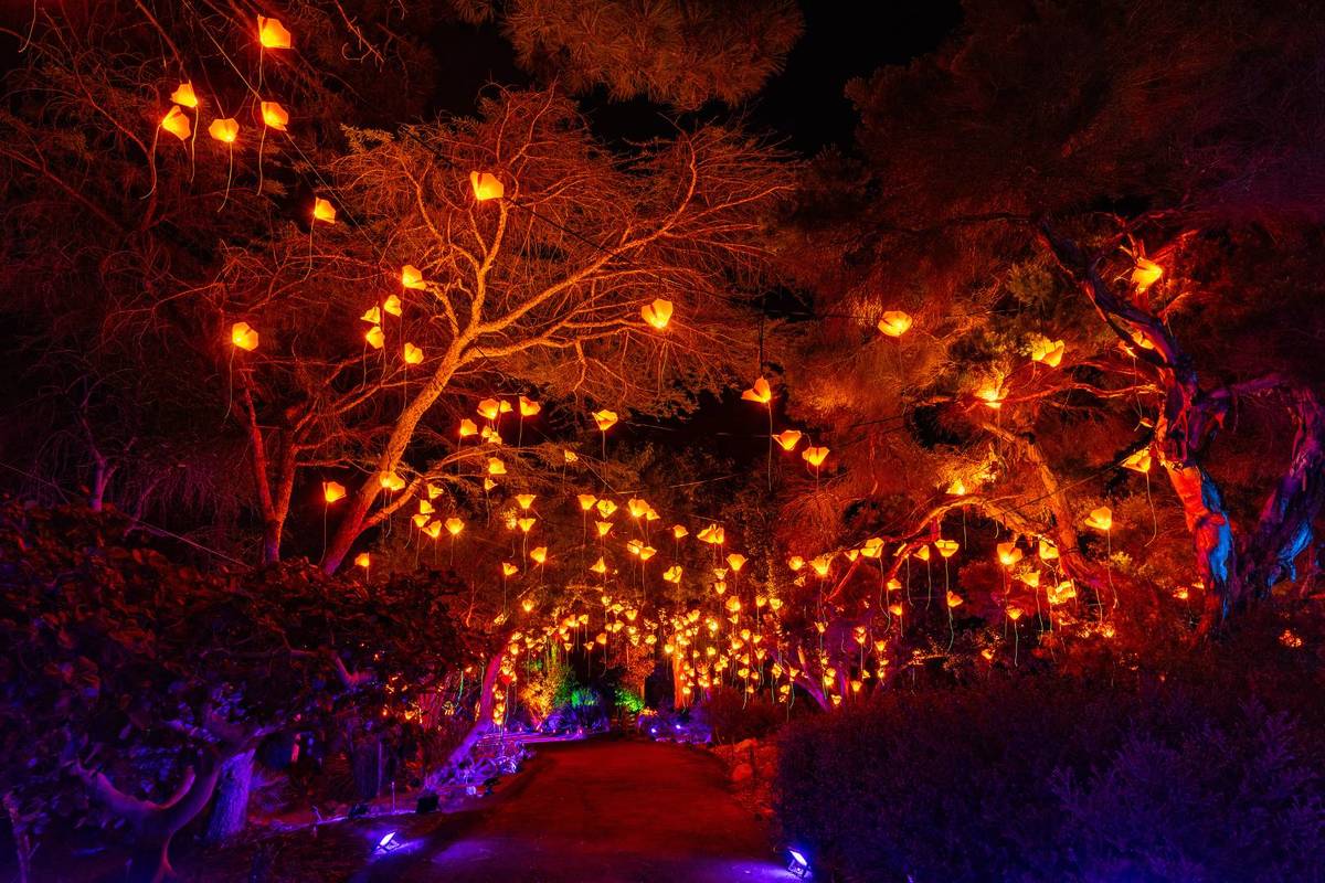 Lightscape Encinitas San Diego’s Beloved Holiday Experience 'Lightscape' Is Now Open