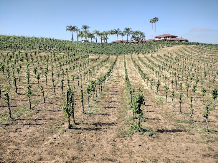 wine region in Temecula, California